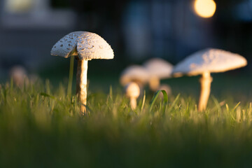 Mushrooms on the lawn.