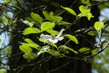 Obraz premium White dogwood tree blooms