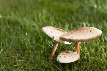 Mushrooms on the lawn.