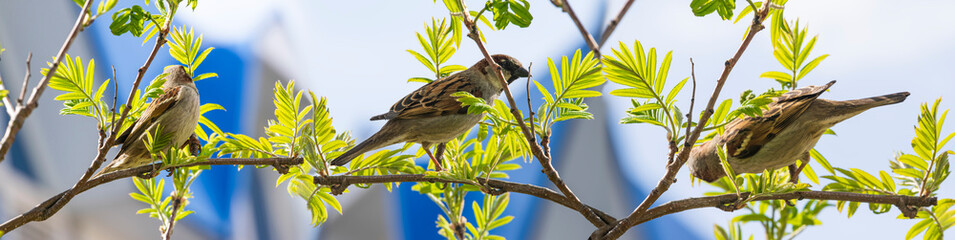 In early spring, brown sparrows sit on the branches of mountain ash with young green leaves. Beautiful natural background with panoramic view