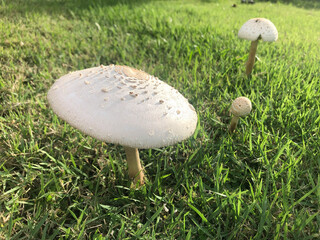 Mushrooms on the lawn.