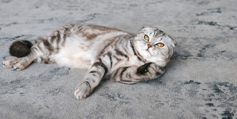 adorable gray Scottish cat laying on gray carpet. Pets, care, love, cute concept