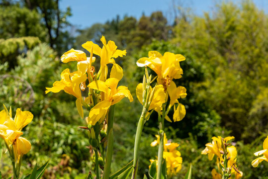 Beautiful yellow Canna flower in New Zealand's wilderness