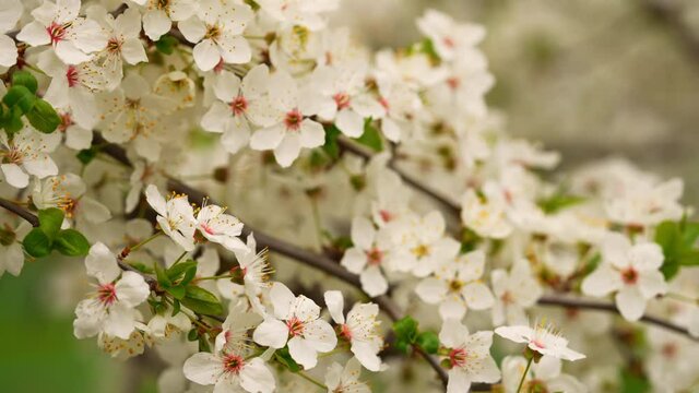 camera move along abloom tree branch swaying on the wind blossom flowers sakura spring nature