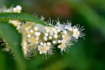 Flowering mountain ash with white flowers and greenery in summer