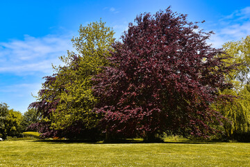 Park mit großen alten Buchen 