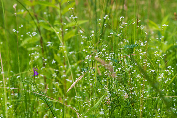 Tiny white flowers on a green field.