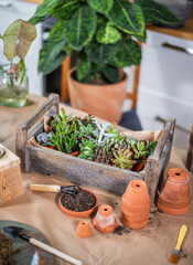 Auswahl verschiedener Sukkulenten in einer Holzkiste umgeben von Zimmerpflanzen, Gärtnern als Hobby mit Echeveria 