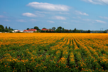 A field of blooming orange calendula flowers, Calendula officinalis, Lower Silesia, Poland. 
Used for production of medicines and pharmaceutics. Sunny, summer day.
