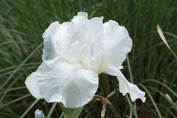 Fototapeta na wymiar White Bearded Iris in the sunshine