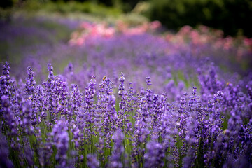 Abundant lavender flowers in bloom.