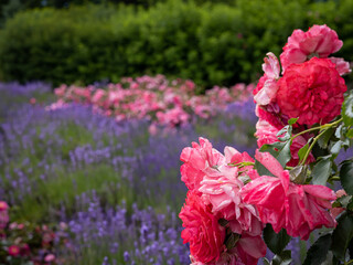 A closeup of lush, blooming, pink garden roses, with lavender flowers in background.