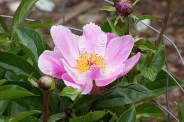 Pink Peony in the sunshine