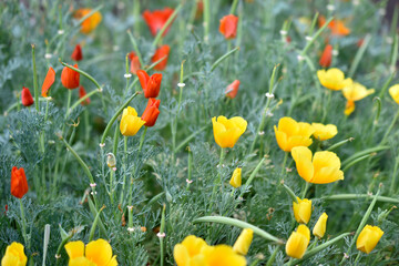 Yellow-red flowers of the Ashsholtia Poppy Papaveraceae in the greenery in summer