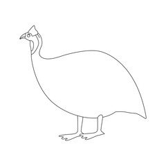 guinea fowl bird, vector illustration, side view, lining
