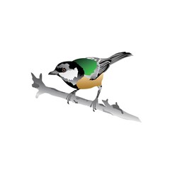 Attractive and colorful cute bird illustration