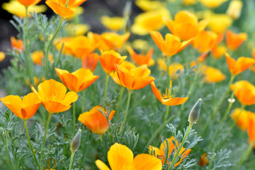 Yellow-red flowers of the Ashsholtia Poppy Papaveraceae in the greenery in summer