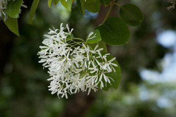 White flower outdoors in the sunshine