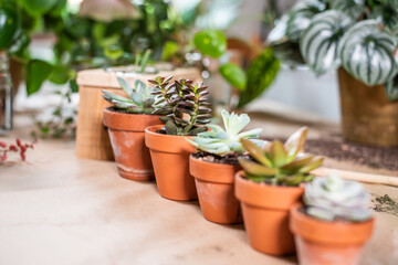 Auswahl verschiedene Sukkulente und Echeveria im Tontopf auf Arbeitstisch, Urban Jungle Zimmerpflanzen Innen