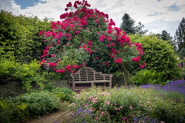 A wooden bench in the garden, surrounded by climbing roses, green trees and blooming lavender...