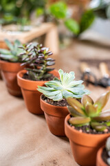 Auswahl verschiedene Sukkulente und Echeveria im Tontopf auf Arbeitstisch, Urban Jungle Zimmerpflanzen Innen