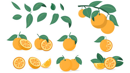 Set orange and leaf symbols vector , isolated on white background , Illustration Vector EPS 10