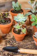 Verschiedene Sukkulente im Tontopf auf Arbeitstisch
