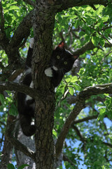Schwarze Katze kletternd im Baum