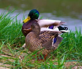 family couple of ducks in the grass by the river