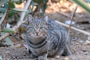 Tigerkatze, gestreifte Katze