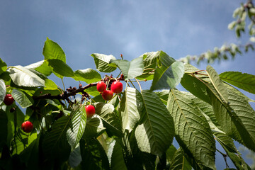 A branch of cherry tree with ripe red fruits. 
Stormy day, grey sky. 