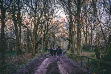 Robin's Hood forest - trees in winter - Sherwood forest, England