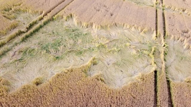 Drohnenaufnahme, Weizenfeld mit Sturmschaden