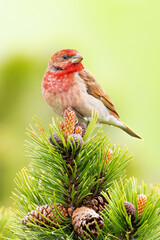 Common rosefinch (Carpodacus erythrinus), with beautiful green background. Colorful song bird with red feather sitting on the branch in the mountains. Wildlife scene from nature, Czech Republic
