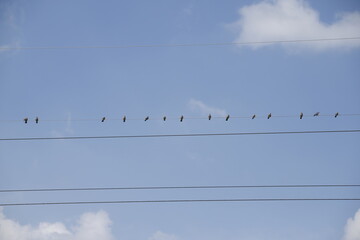 Gołębie siedzące na drutach na tle nieba