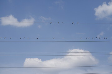 Gołębie siedzące na drutach na tle nieba - obrazy, fototapety, plakaty
