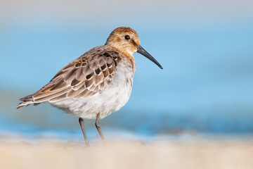 Dunlin (Calidris alpina), with beautiful blue coloured background. Colorful water bird  sitting on the ground near the lake in the evening. Wildlife scene from nature, Czech Republic