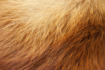 Closeup of red fox fur.