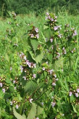 Lamium purpureum plant in the meadow on green leaves background 