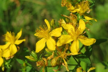 Yellow St Johns wort flowers in the garden in spring, closeup  - obrazy, fototapety, plakaty