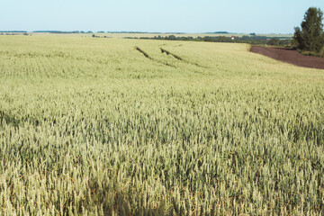 Beautiful view of a field with wheat and a blue sky in summer