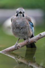 European Jay Garrulus glandarius sitting on a branch