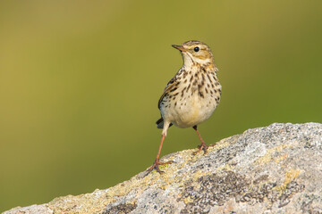 Meadow pipit (Anthus pratensis), with beautiful green coloured background. Colorful song bird with yellow feather sitting on the ground in the mountains. Wildlife scene from nature, Czech Republic