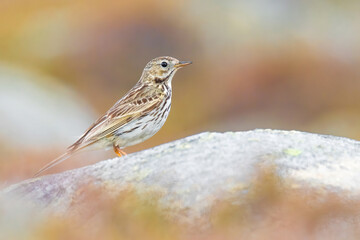 Meadow pipit (Anthus pratensis), with beautiful green coloured background. Colorful song bird with yellow feather sitting on the ground in the mountains. Wildlife scene from nature, Czech Republic