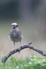 European Jay Garrulus glandarius sitting on a branch