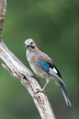 European Jay Garrulus glandarius sitting on a branch