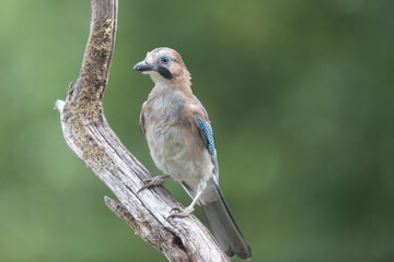 European Jay Garrulus glandarius sitting on a branch