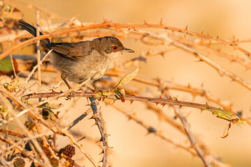Sardinian warbler (Curruca melanocephala), with beautiful yellow coloured background. Colorful song bird with yellow feather sitting on the stone on the meadow. Wildlife scene from nature, Croatia