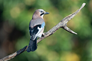 European Jay Garrulus glandarius sitting on a branch