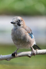 European Jay Garrulus glandarius sitting on a branch